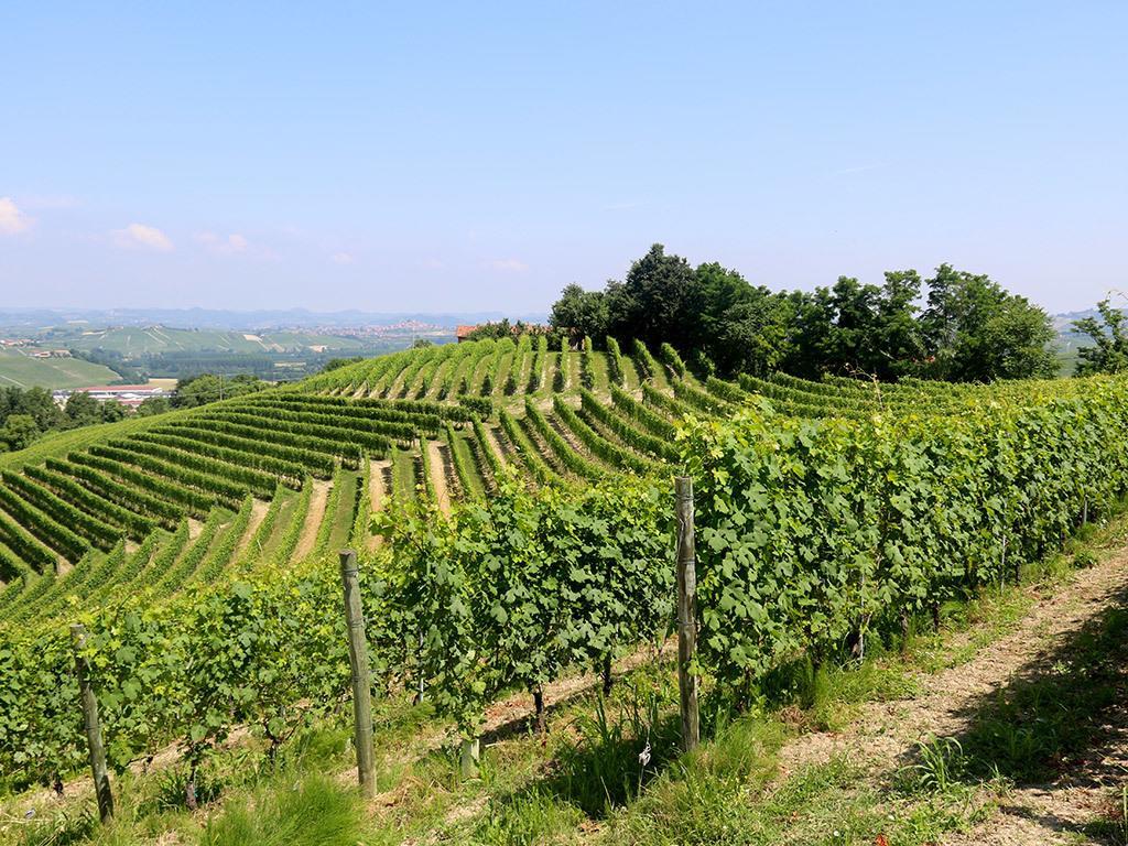 Tenuta Montanello B&B Кастильоне Фалето Екстериор снимка